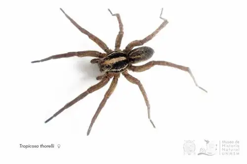 Las especies del nuevo género pueden reconocerse por el caparazón marrón oscuro y las bandas longitudinales oscuras en cada quelícero.