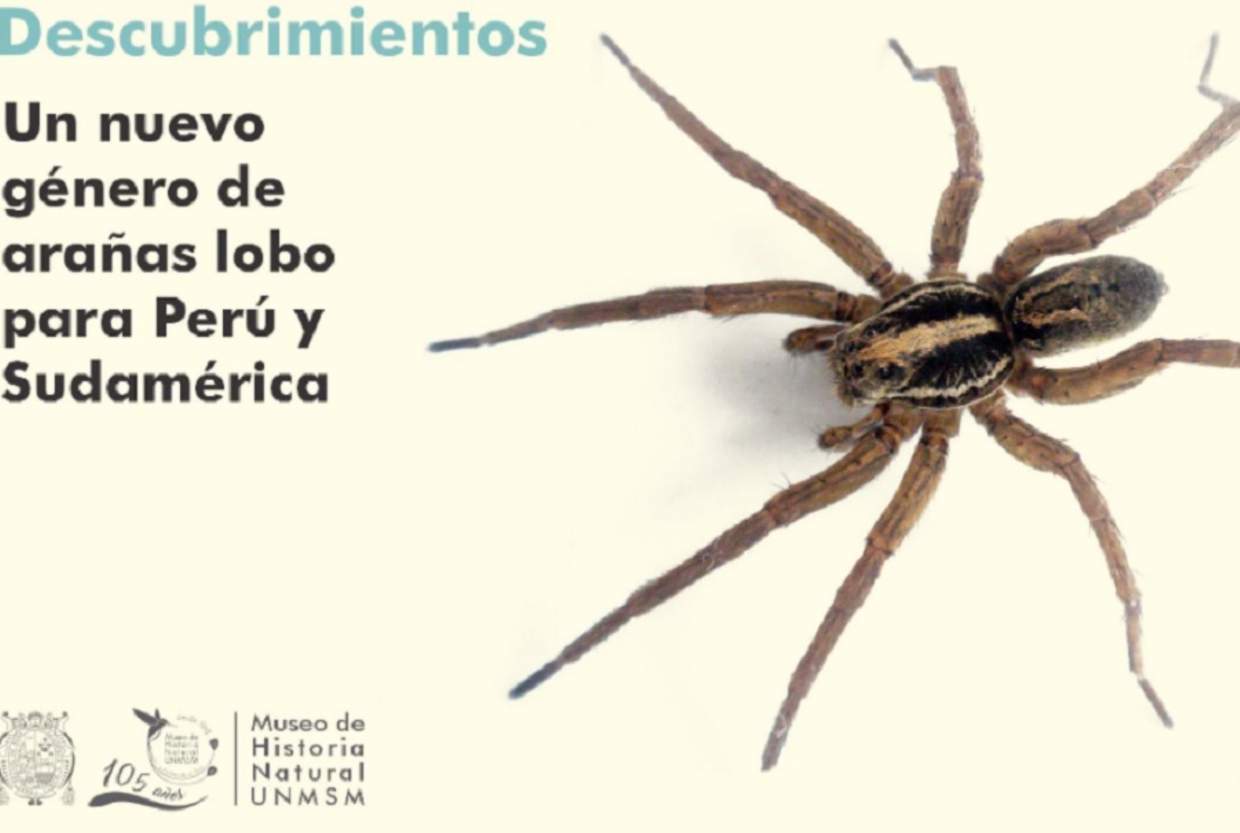 Un nuevo género de araña lobo para Perú y Sudamérica, denominado “Tropicosa thorelli” ha sido descubierto por el biólogo Williams Paredes Munguía, investigador del Departamento de Entomología del Museo de Historia Natural de la Universidad Nacional Mayor de San Marcos.
