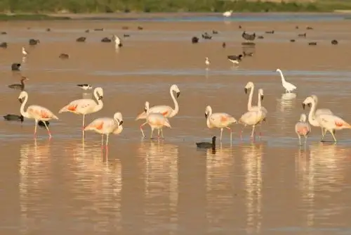 Este ecosistema alberga a una gran cantidad de especies de aves como las garzas blancas, golondrinas, patos colorados, garza bueyera, aguiluchos de pecho negro y el flamenco chileno, entre otras.