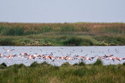 Los humedales de Ite, ubicados en la región Tacna, albergan más de 150 especies de aves. Foto: Cortesía