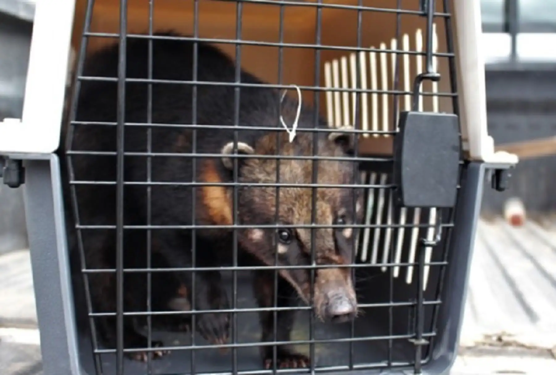El Servicio Nacional Forestal y de Fauna Silvestre (Serfor) Sierra Central, liberó a un ejemplar de coatí (Nasua nasua) en un paraje de selva alta cerca al límite de la provincia de Concepción y La Merced, luego de que fuera encontrado en un maizal, a menos de 100 metros de un concurrido barrio en el distrito de Chilca, provincia de Huancayo.