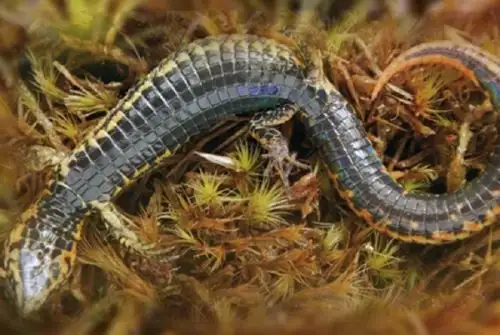 Investigadores del Departamento de Herpetología del Museo de Historia Natural de la Universidad Nacional Mayor de San Marcos San Marcos han descubierto nueva especie de lagartija de una zona remota del Parque Nacional Otishi, en el departamento de Cusco.