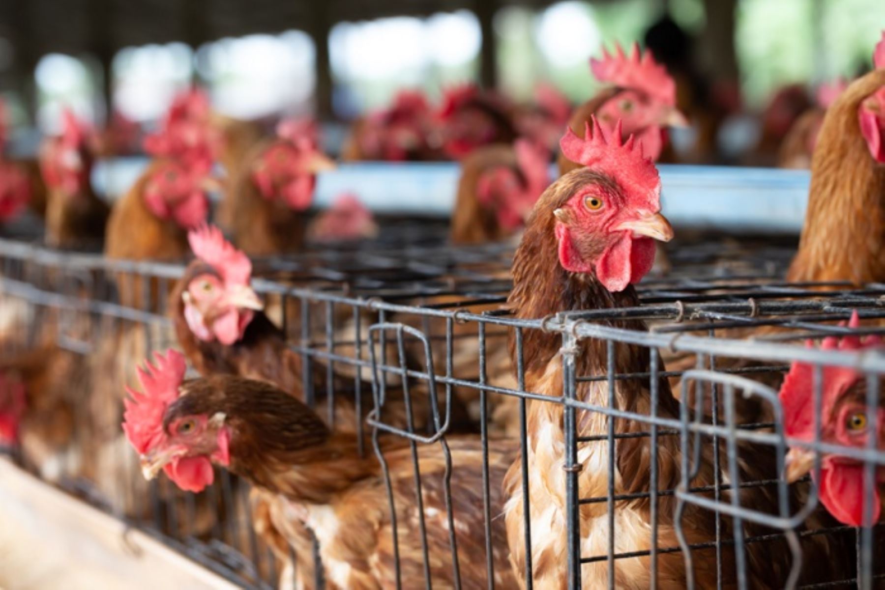 Las vacunas serán aplicadas en aves de vida larga, que incluye a las de granjas avícolas y de pelea o combate.