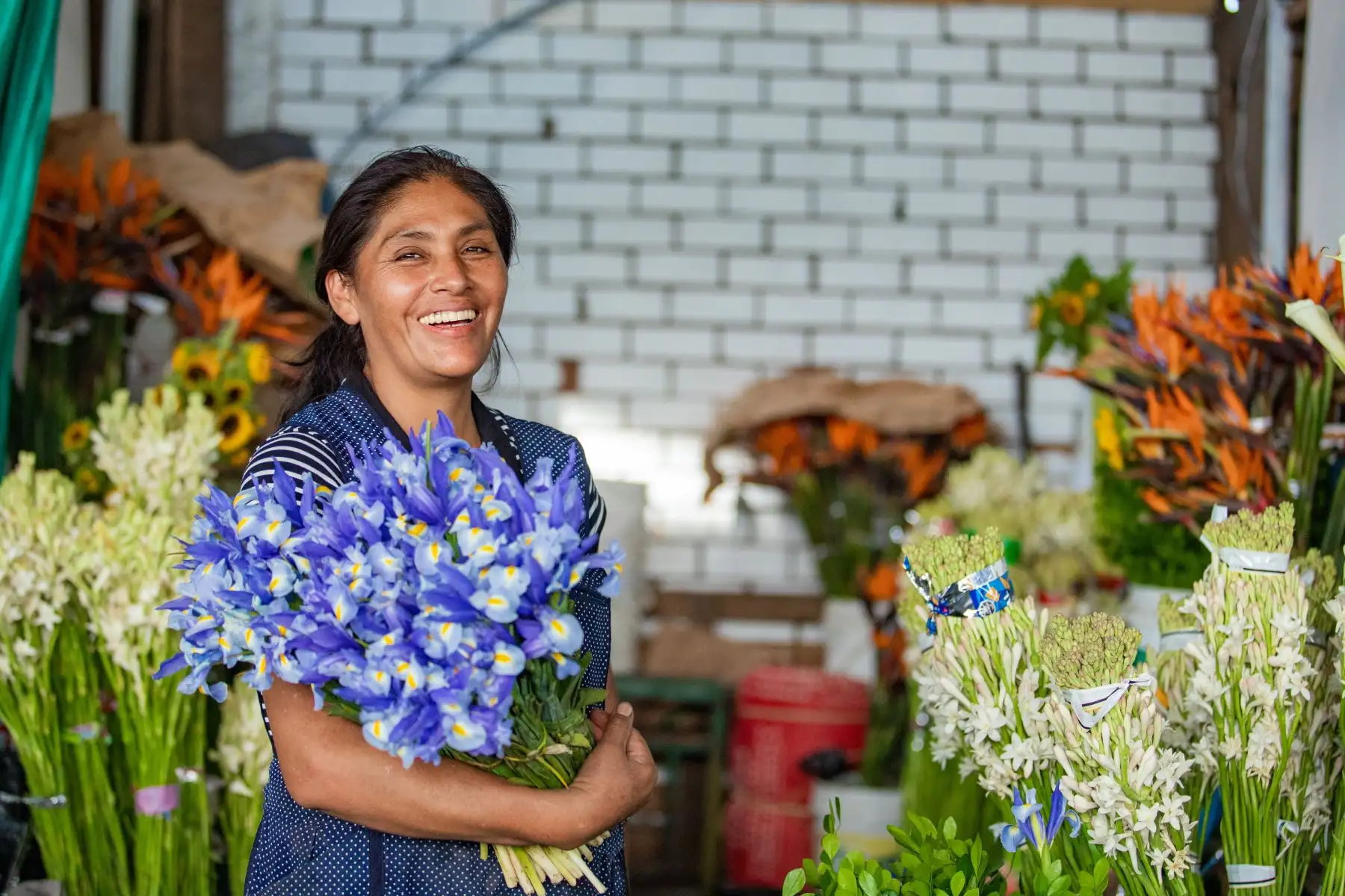 La Ministra de Desarrollo Agrario y Riego, Nelly Paredes, en el marco del día Internacional de la Mujer participó de la activación de la campaña “Por un Perú que Florece” que se realizó en el mercado de flores de Santa Rosa, en el Rímac.
Foto: ANDINA/MIDAGRI