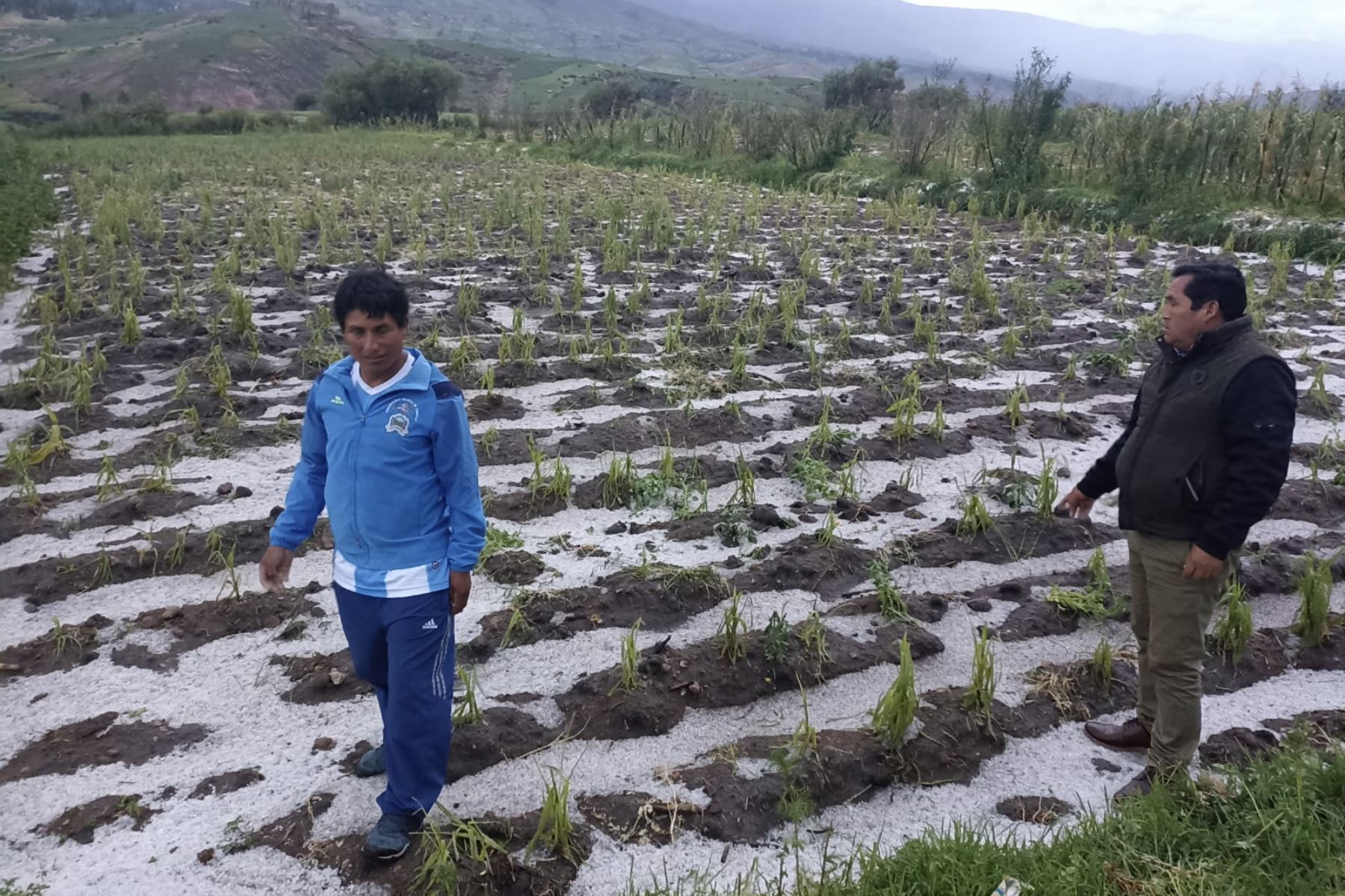Fuerte granizada ha ocasionado serios daños en cultivos del distrito ayacuchano de Tambillo. Foto: ANDINA/Difusión