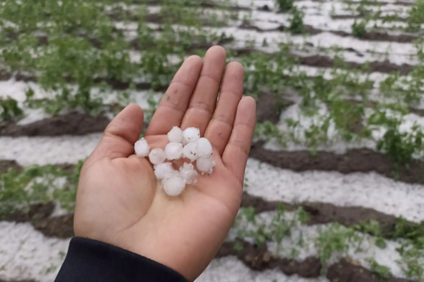 Fuerte granizada ha ocasionado serios daños en cultivos del distrito ayacuchano de Tambillo. Foto: ANDINA/Difusión