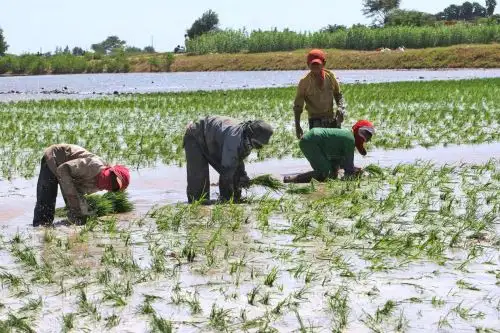 Cultivos de arroz en la costa norte del país en riesgo debido a las intensas lluvias.
