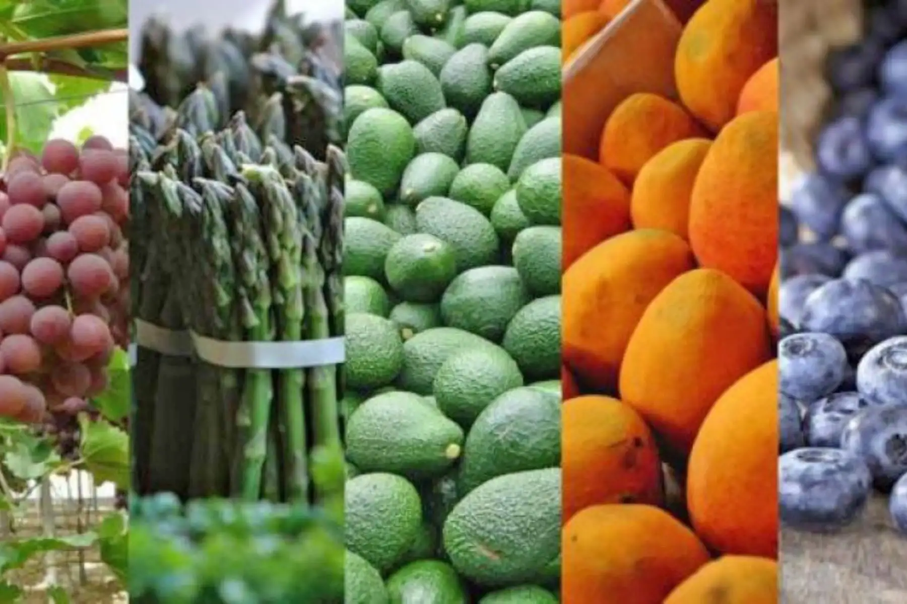 Agroexportaciones. ANDINA/Difusión