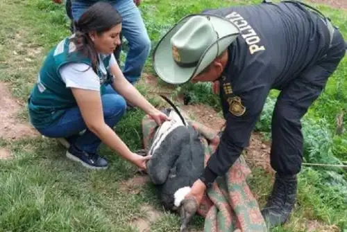 En una diligencia conjunta, el Servicio Nacional Forestal y de Fauna Silvestre de Cusco y la División de Medio Ambiente de la Policía Nacional del Perú (PNP) rescataron a un ejemplar hembra adulta de cóndor andino que había caído en las cercanías de un río y tras rehabilitarlo lo liberaron en el valle de Ollantaytambo.