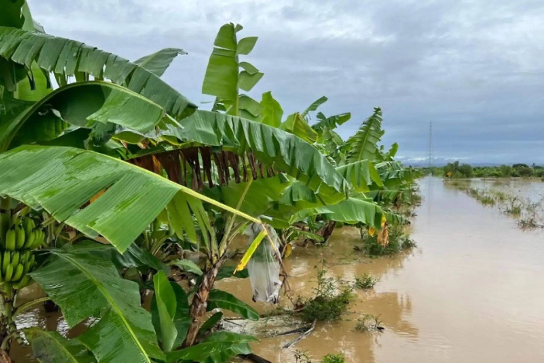 En la ciudad de Tumbes, el río aún sigue generando temor en la parte urbana del parque Bellavista.