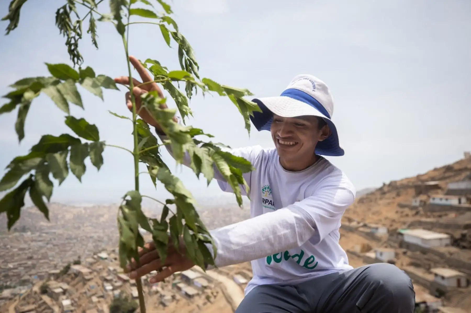 El proyecto Lima Verde tiene como meta plantar un millón de árboles y de esta forma reforestar las laderas de los cerros, lomas, bermas centrales de las vías metropolitanas y locales, así como los espacios públicos recreativos, para crear pulmones urbanos que generen oxígeno y belleza paisajística en beneficio de la salud de todos los ciudadanos. Foto: ANDINA/Municipalidad de Lima