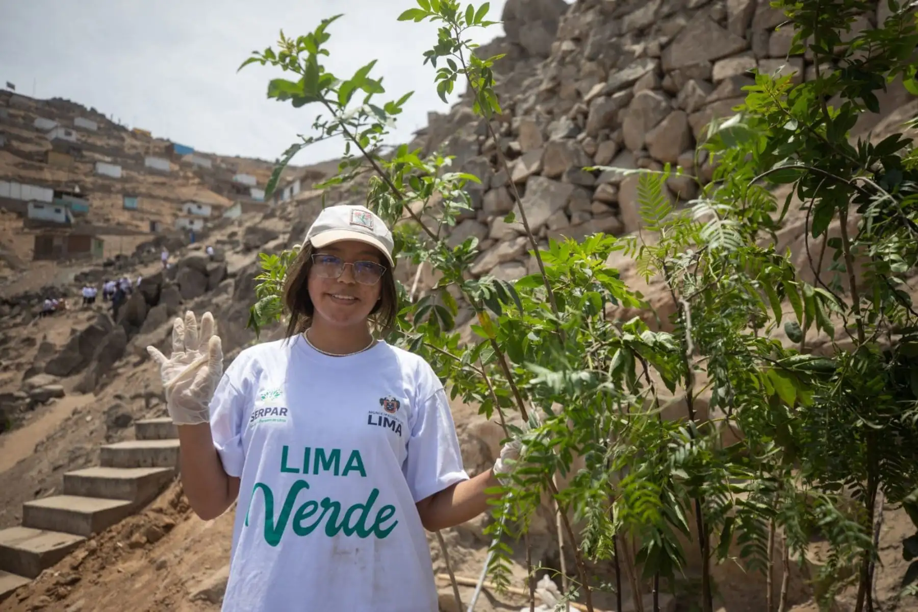 El proyecto Lima Verde tiene como meta plantar un millón de árboles y de esta forma reforestar las laderas de los cerros, lomas, bermas centrales de las vías metropolitanas y locales, así como los espacios públicos recreativos, para crear pulmones urbanos que generen oxígeno y belleza paisajística en beneficio de la salud de todos los ciudadanos. Foto: ANDINA/Municipalidad de Lima