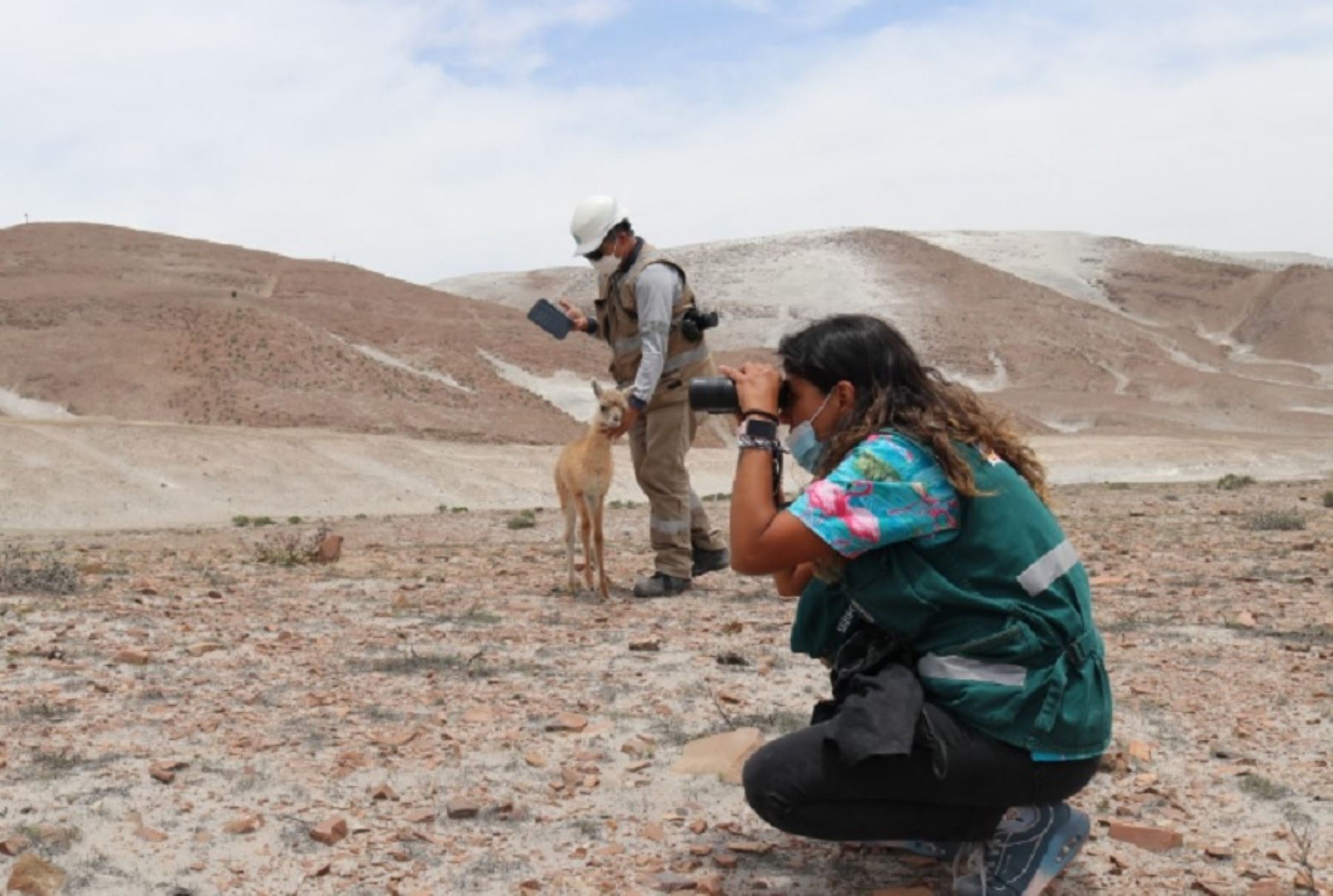 Exitoso fue el rescate y liberación de una cría de guanaco (Lama guanice) en Arequipa a cargo de especialistas del Servicio Nacional Forestal y Fauna Silvestre (Serfor), quienes lograron que se reencontrara con su familia.