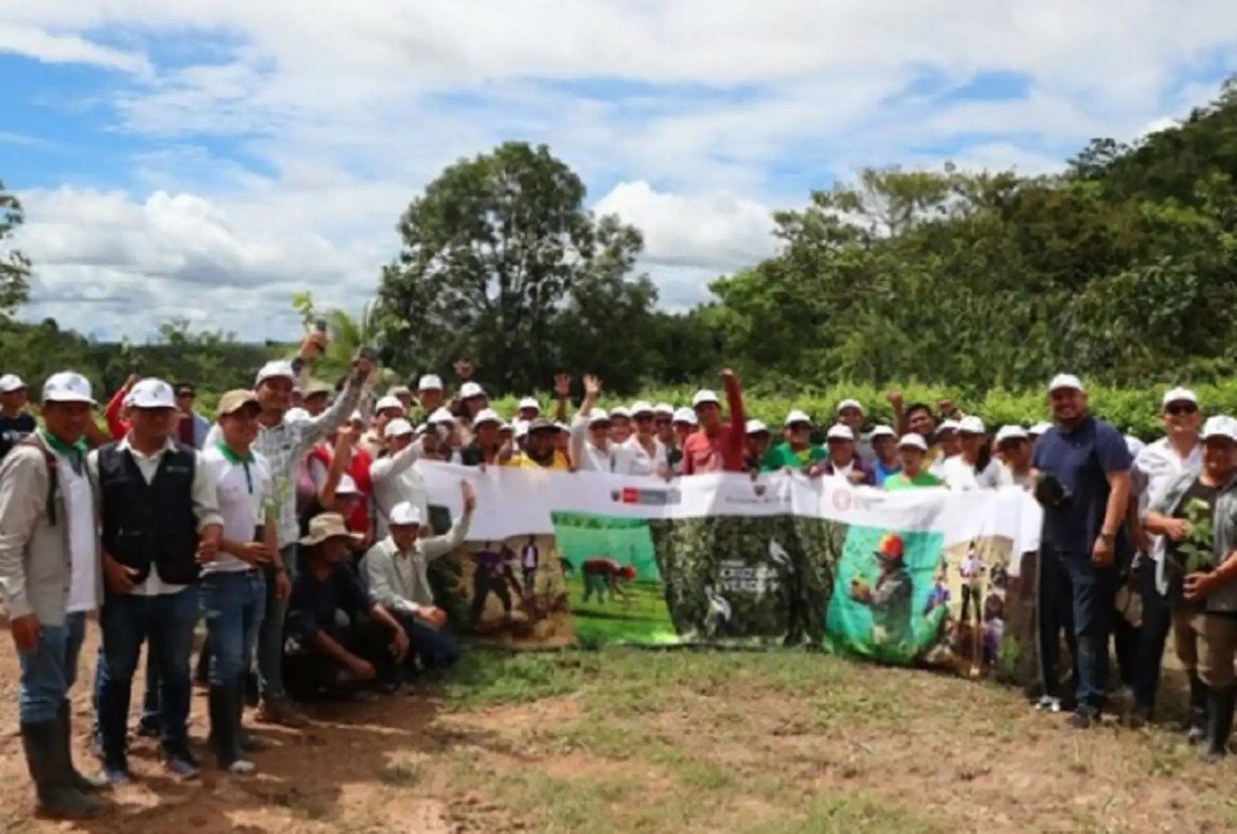 Alrededor de 1,300 árboles fueron plantados hoy durante la Gran Cruzada Verde en la provincia de Mariscal Cáceres de la región San Martín, actividad impulsada por el Ministerio del Ambiente (Minam) con la cual se busca restaurar los bosques degradados ubicados en las márgenes de las microcuencas Chambira-Maray, Río Blanco y Porvenir.