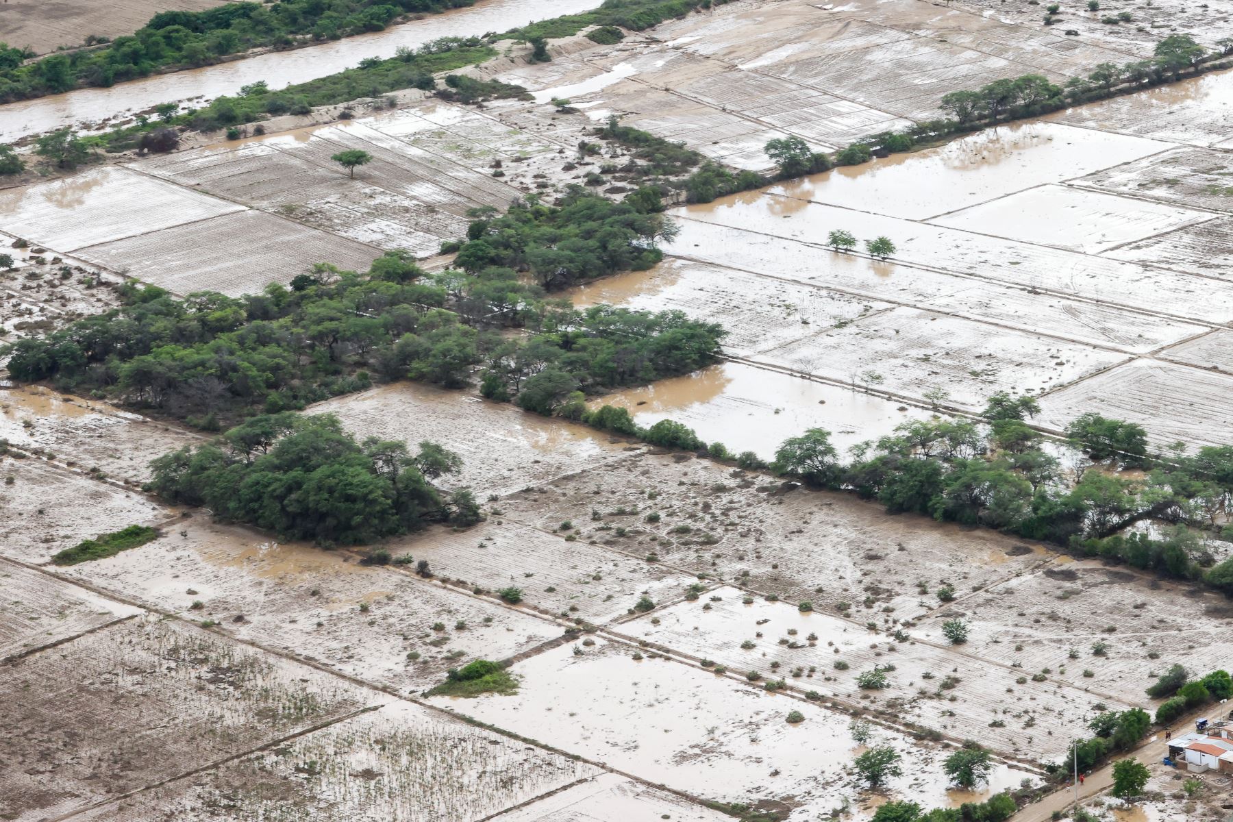 Cuantiosos daños en la agricultura y otros sectores de Lambayeque causaron las lluvias intensas provocadas por el ciclón Yaku. ANDINA/Prensa Presidencia