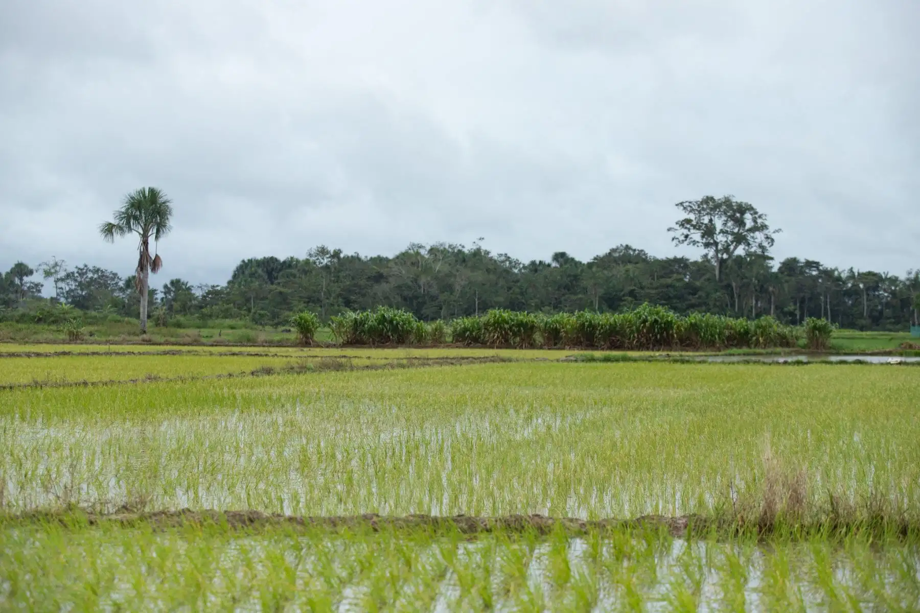 Desde Tarapoto, la ministra de Desarrollo Agrario y Riego (MIDAGRI), Nelly Paredes, llegó a la región San Martín e inició la inspección de las áreas de cultivos, que resultaron afectadas por las intensas lluvias y desbordes de ríos, como los impactos en los sistemas de riego y bocatomas.
Foto:ANDINA/MIDAGRI