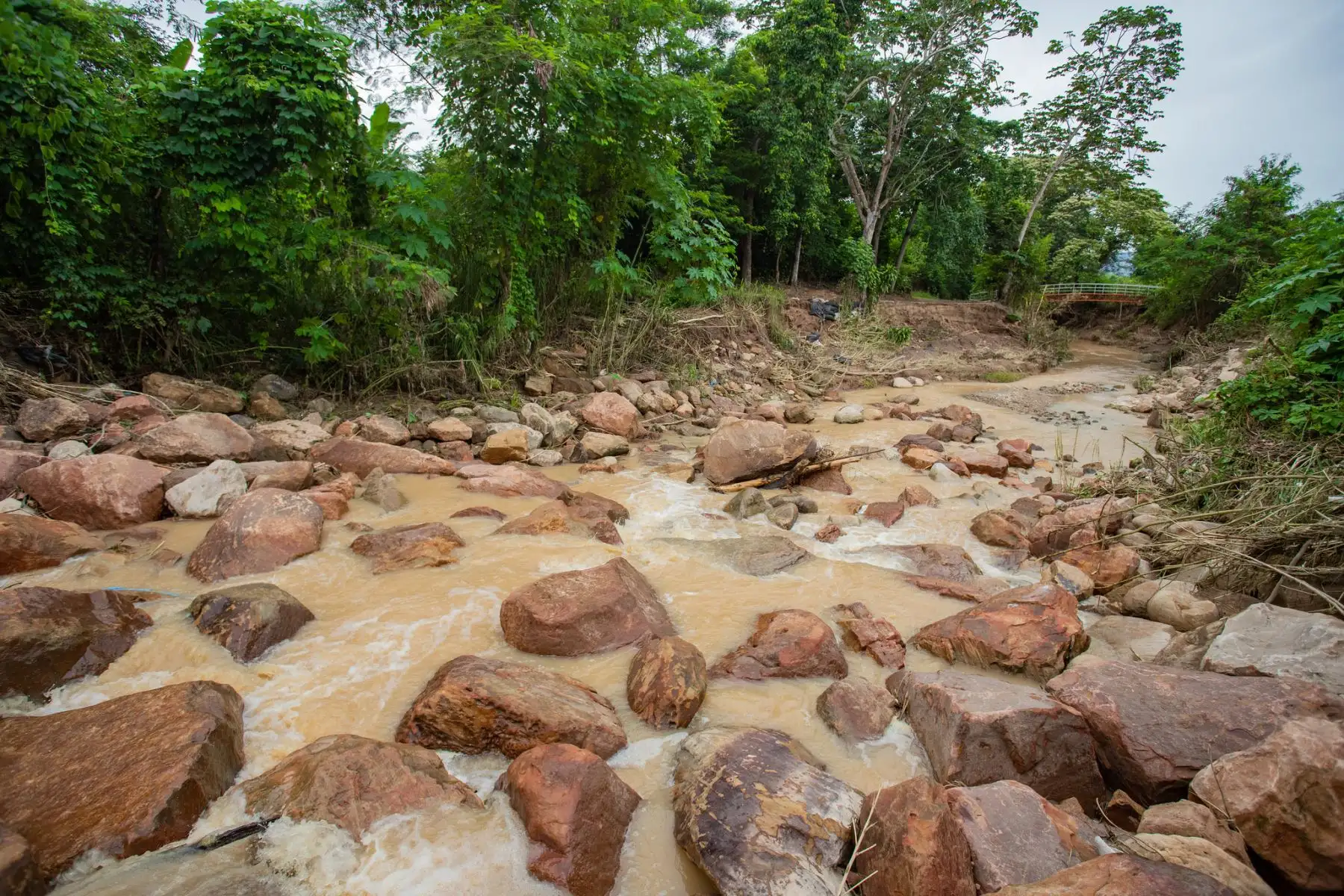 Desde Tarapoto, la ministra de Desarrollo Agrario y Riego (MIDAGRI), Nelly Paredes, llegó a la región San Martín e inició la inspección de las áreas de cultivos, que resultaron afectadas por las intensas lluvias y desbordes de ríos, como los impactos en los sistemas de riego y bocatomas.
Foto:ANDINA/MIDAGRI
