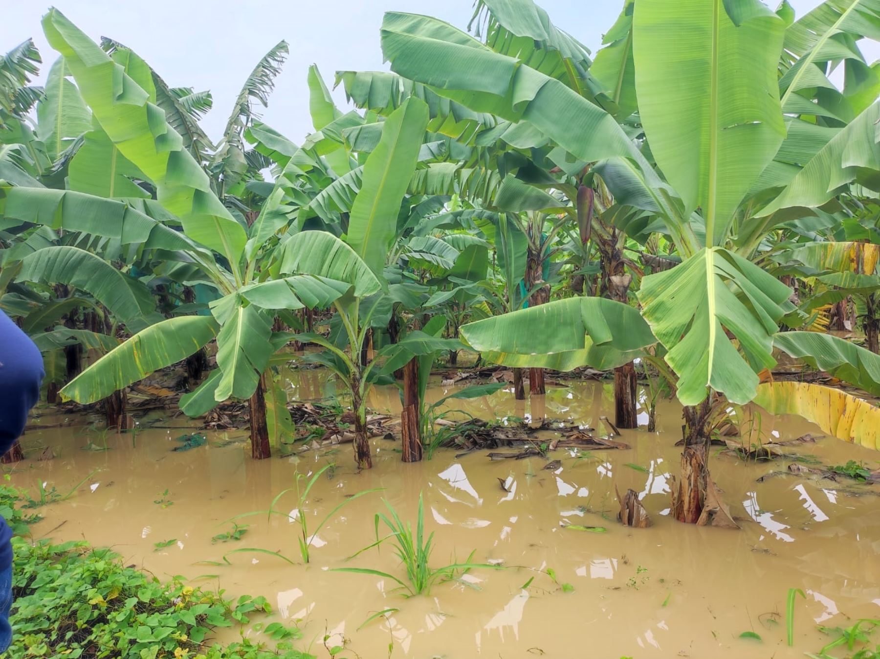 Los productores de banano orgánico de Tumbes son los más afectados por las lluvias intensas y desborde de ríos que se registraron en esta región e inundaron sus cultivos. Foto: Milagros Rodríguez