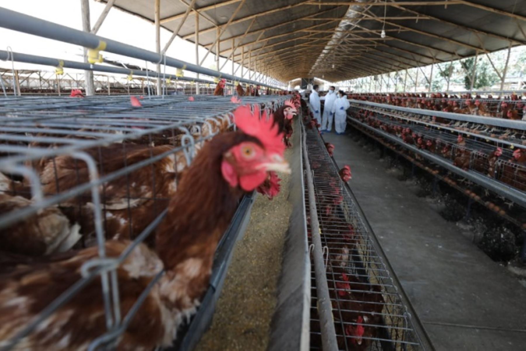 Centro Nacional de Epidemiología está en altera ante posibilidad de casos de gripe aviar en humanos