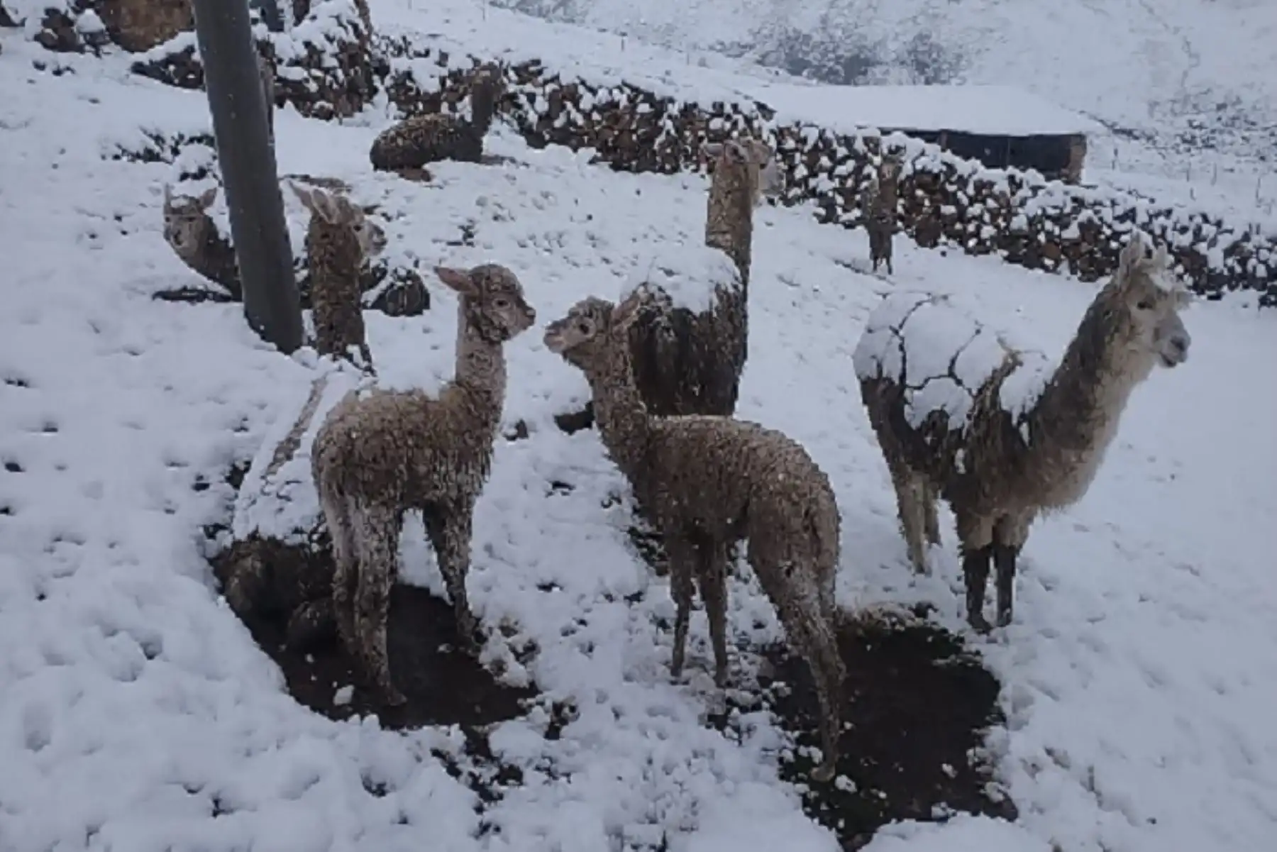 DANA Esther originará nieve de forma aislada en localidades ubicadas por encima de los 4,000 metros. Foto: ANDINA/Difusión