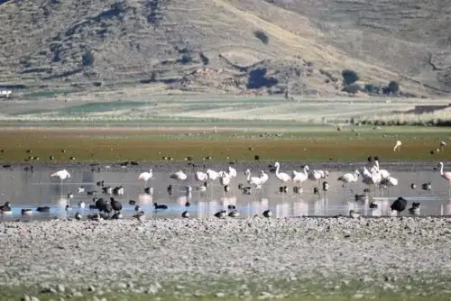 El Serfor hace vigilancia con la finalidad de promover la conservación y protección de la fauna silvestre. Foto: Serfor