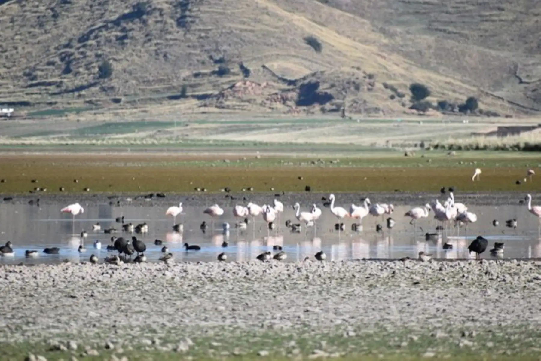 El Serfor hace vigilancia con la finalidad de promover la conservación y protección de la fauna silvestre. Foto: Serfor