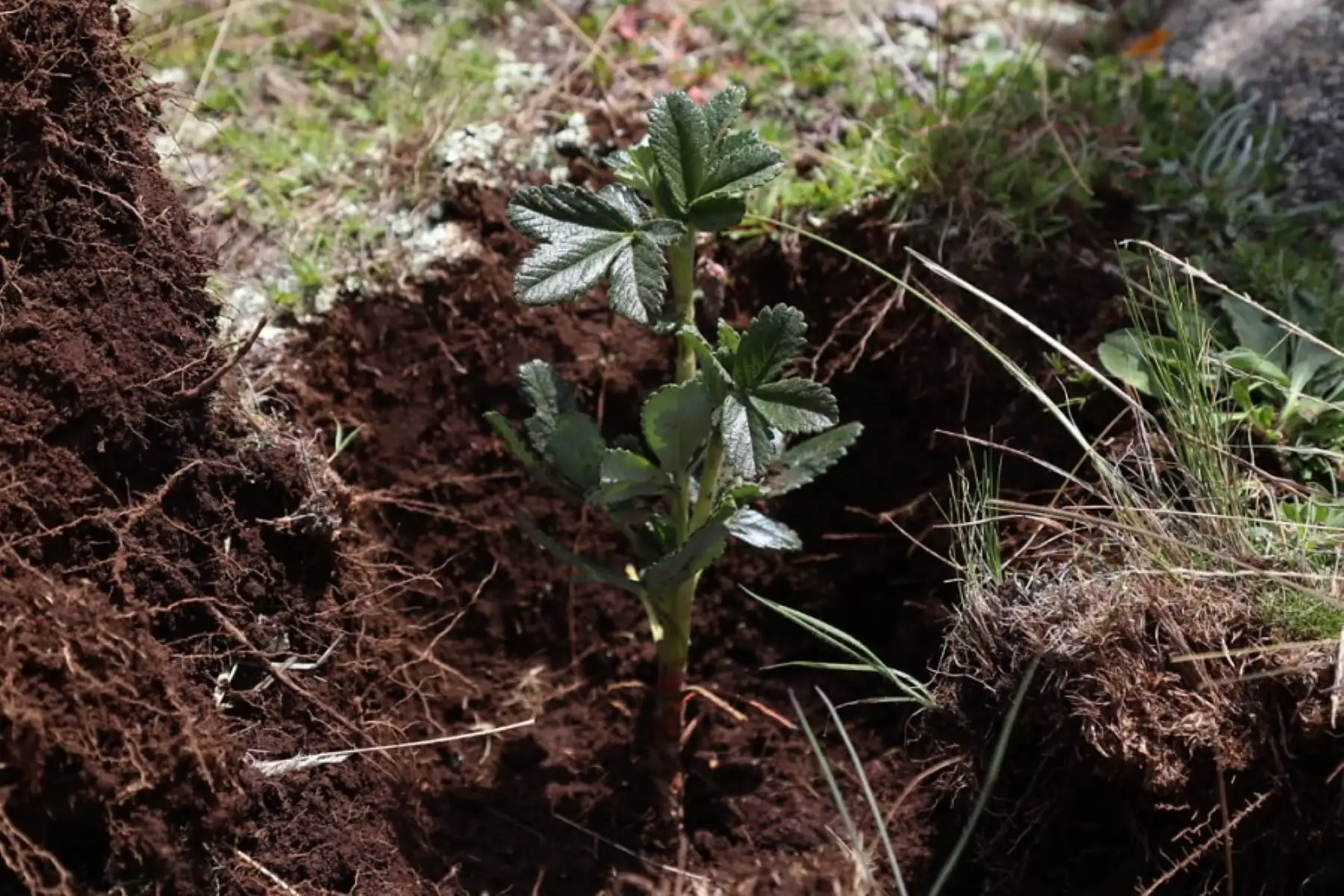 La Gran Cruzada verde es parte de la estrategia sectorial Perú Natural, que promueve la conservación y puesta en valor del capital natural con énfasis en la lucha contra la deforestación en un contexto de cambio climático y la protección de la biodiversidad.