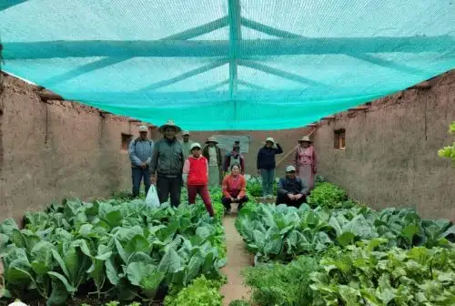 Los fitotoldos están orientados a complementar la alimentación del poblador rural y disminuir el alto porcentaje de desnutrición y anemia en niños, ancianos y gestantes.
