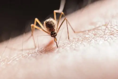 Conoce cómo prevenir la propagación de enfermedades por zancudos y mosquitos. fFoto: ANDINA/Difusión