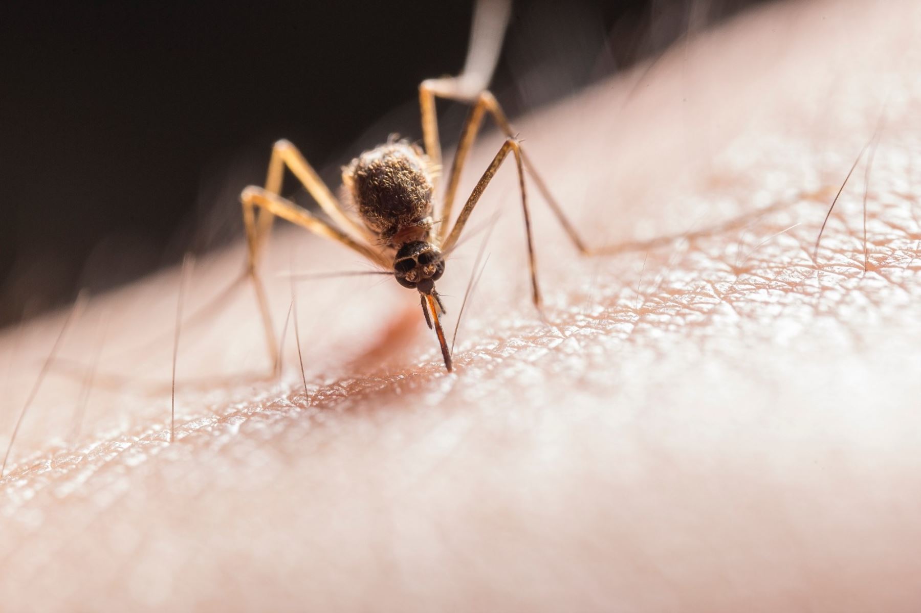 Conoce cómo prevenir la propagación de enfermedades por zancudos y mosquitos. fFoto: ANDINA/Difusión