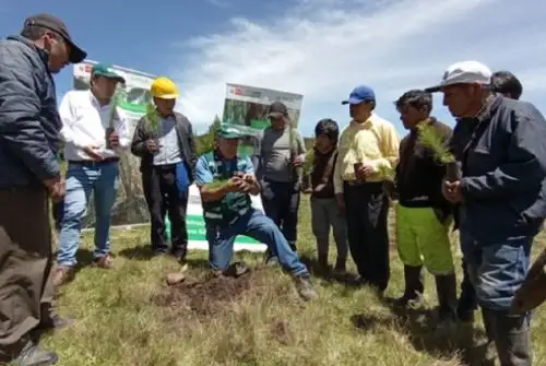 n el marco del Día Internacional de los bosques, el Servicio Nacional Forestal y de Fauna Silvestre (Serfor) instaló en suelo definitivo 10,000 plantones de pino pátula en el centro poblado “Campanario”, en Porcón Alto.