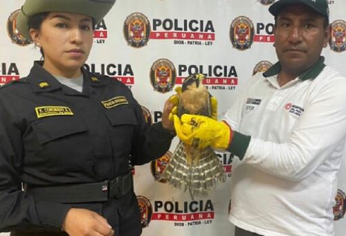 El Servicio Nacional Forestal y de Fauna Silvestre (Serfor) de Áncash, en coordinación con la Policía de Protección del Medio Ambiente, rescató a un halcón perdiguero o aplomado (Falco femoralis) hallado en la zona de Challhua de la ciudad de Huaraz.