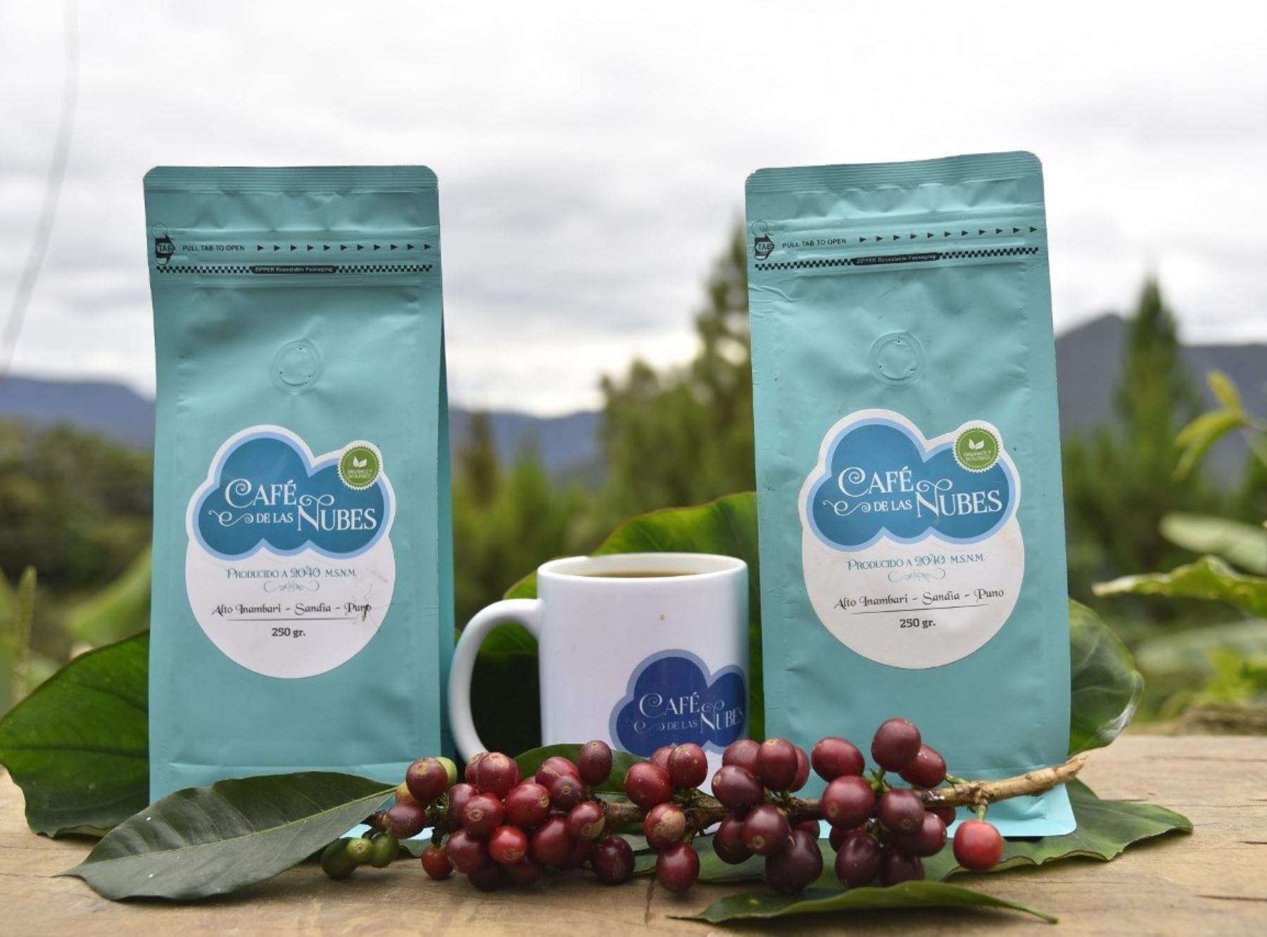 El café especial de Puno, que se produce en Sandia, será el abanderado de esta región en el Ficafé 2023, donde espera generar ingresos por más de S/ 50 millones.