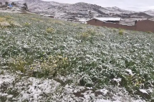 Se constató que resultaron afectados 15 hectáreas de cultivos de maíz, papa, trigo, cebada, entre otros, en el centro poblado Canshan, región Áncash.