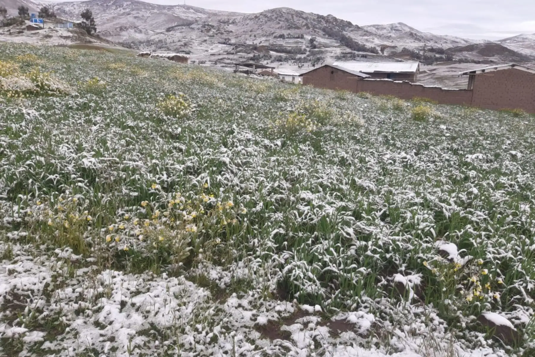 Se constató que resultaron afectados 15 hectáreas de cultivos de maíz, papa, trigo, cebada, entre otros, en el centro poblado Canshan, región Áncash.