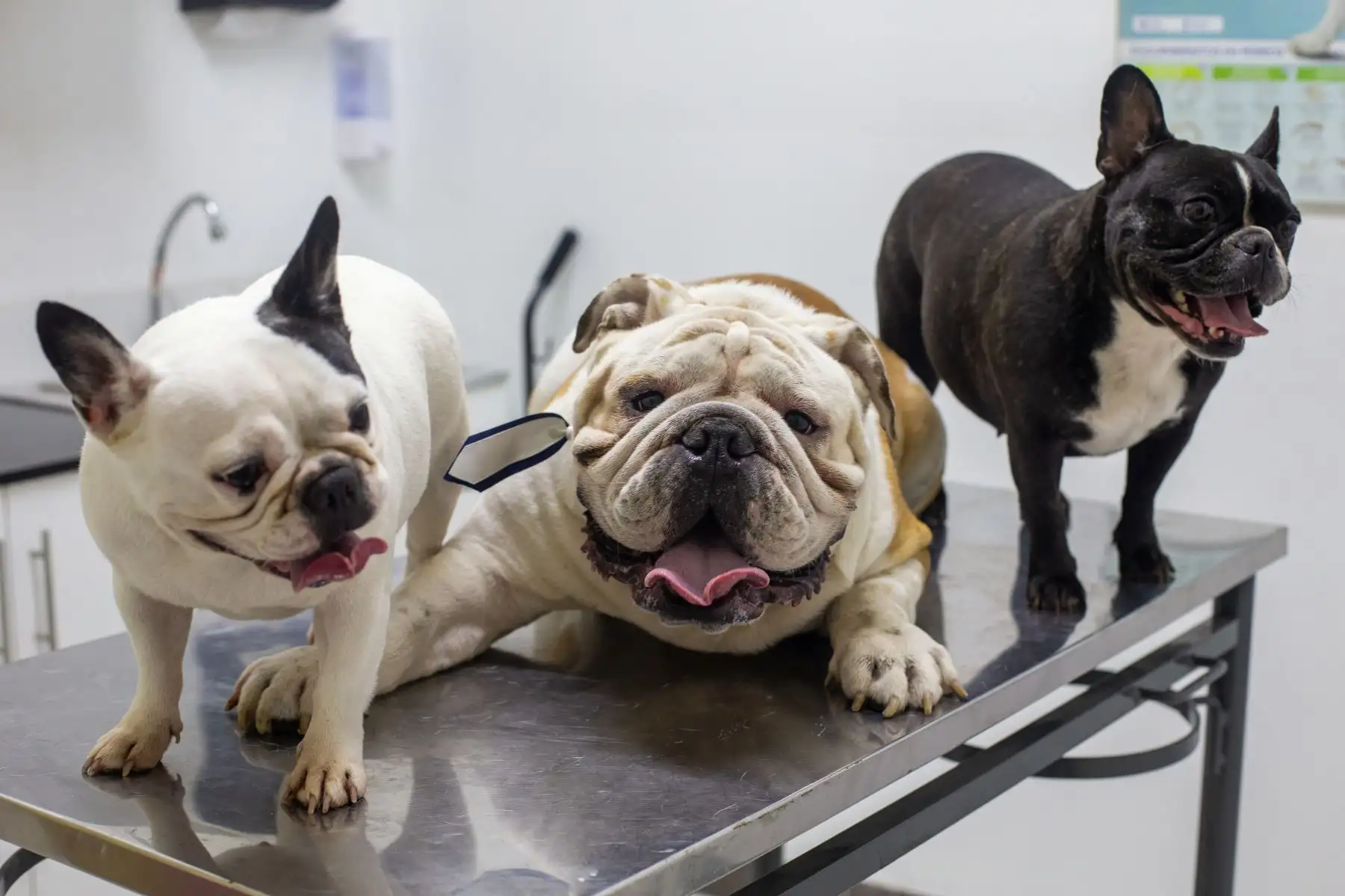 ¿De dónde vienen los perros y desde cuándo acompañan a las personas? La ciencia responde