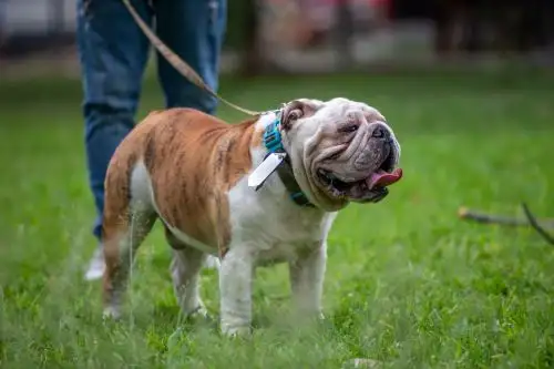 El bulldog inglés entra en la categoría de perros braquicefálicos -aquellos que presentan hocico achatado y pliegues faciales. Estas raza presenta riesgo de sufrir hipertermia (alta temperatura corporal) en época de verano. Foto: ANDINA/Tatiana Gamarra