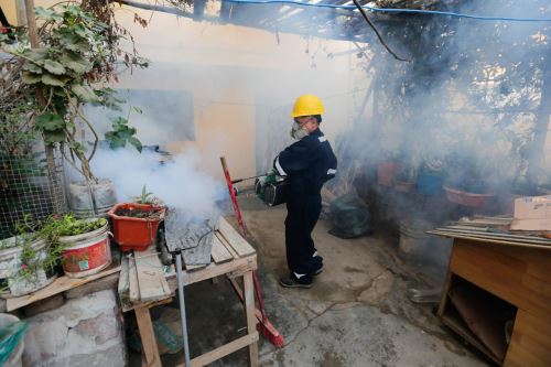 Minsa fumiga 700 viviendas e intensifica acciones de  prevención del dengue en zonas afectadas de Chosica