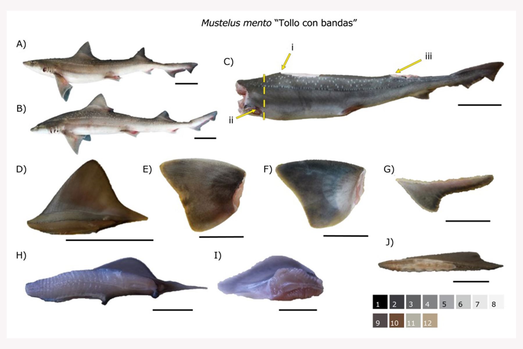 Científicos identifican las especies de tiburones más capturadas en el litoral peruano.