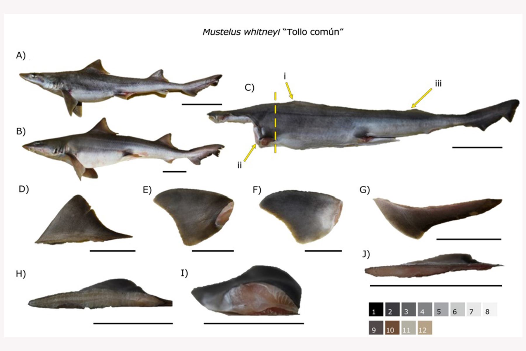 Científicos identifican las especies de tiburones más capturadas en el litoral peruano.