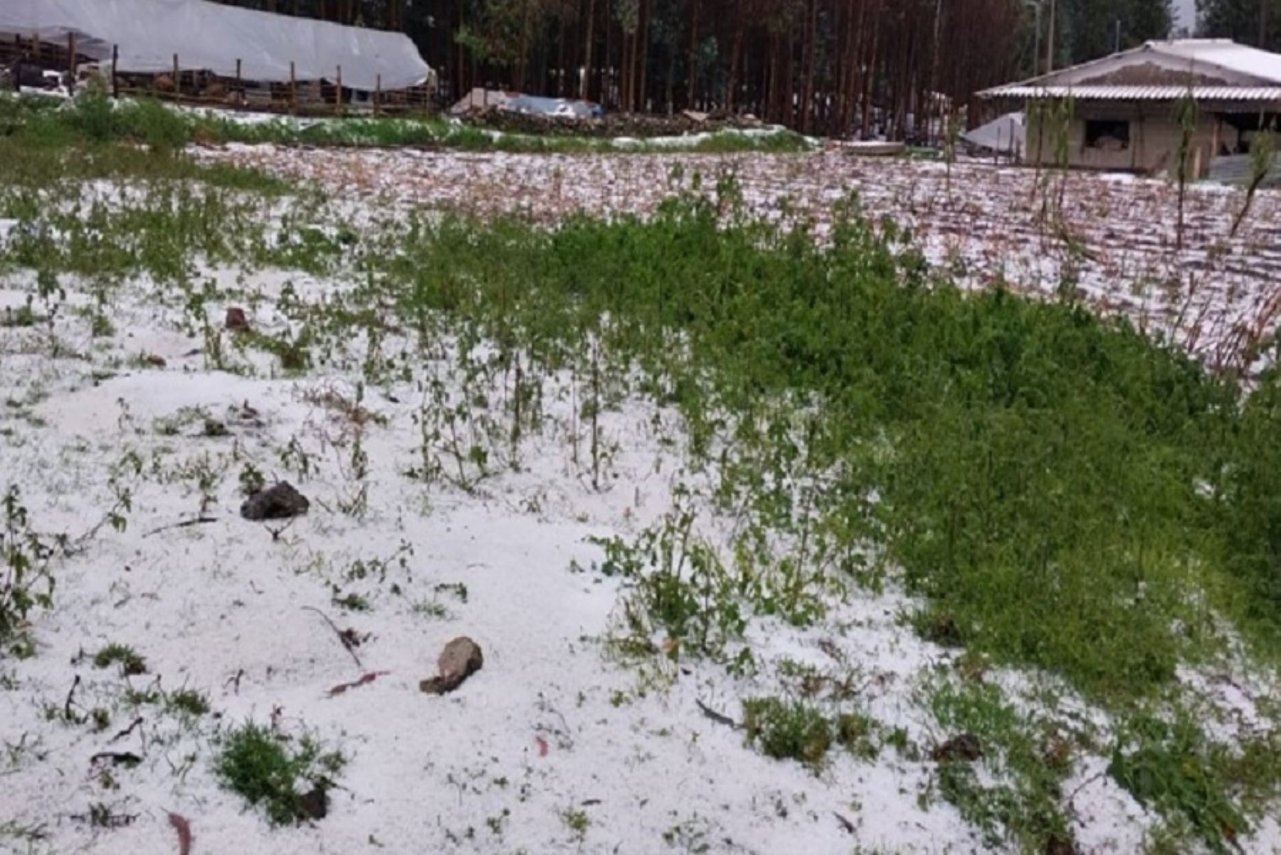 El Centro de Operaciones de Emergencia Regional (COER) de Áncash reportó daños en seis hectáreas de cultivo de alimentos de pan llevar en tres sectores de la provincia de Carhuaz, en la sierra de este departamento.