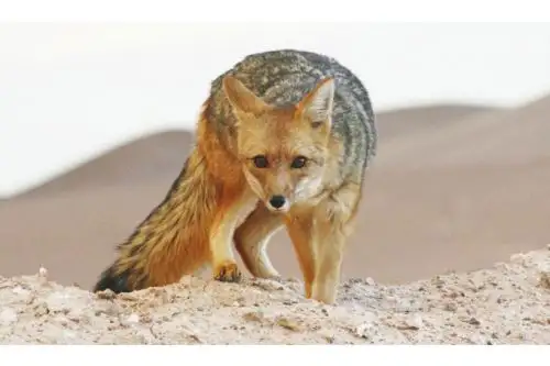 Serfor confirma la presencia del zorro andino (Lycalopex culpaeus) en La Molina porque se ubica en un área intermedia, entre rural y urbana, que es parte de su hábitat natural. ANDINA/ Municipalidad de La Molina.
