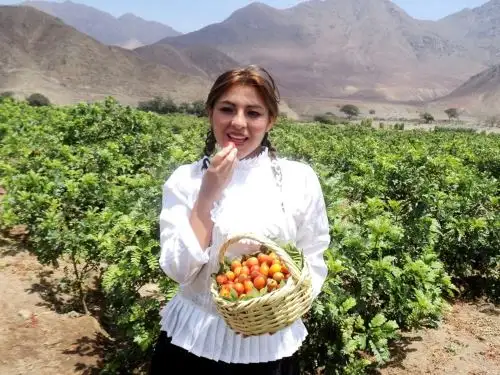 Del 21 al 23 de abril la provincia de Virú celebrará el Festival de la Ciruela y espera recibir a más de 60,000 visitantes. Foto: ANDINA/difusión.