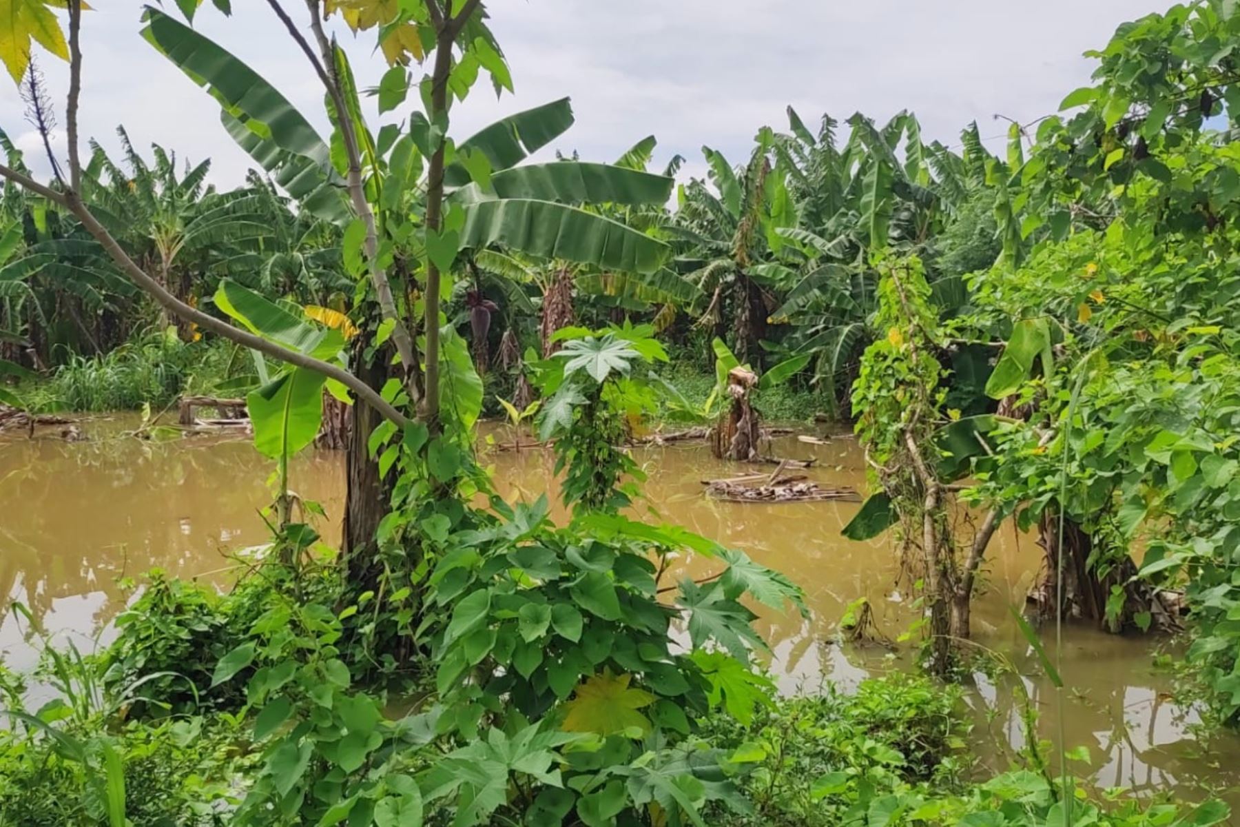 Al menos 130 hectáreas de cultivo de banano fueron inundados esta mañana por el desborde del río Tumbes que superó un caudal de 1,500 metros cúbicos por segundo y la ciudad se declaró en alerta ante posibles daños. Foto: Milagros Rodríguez