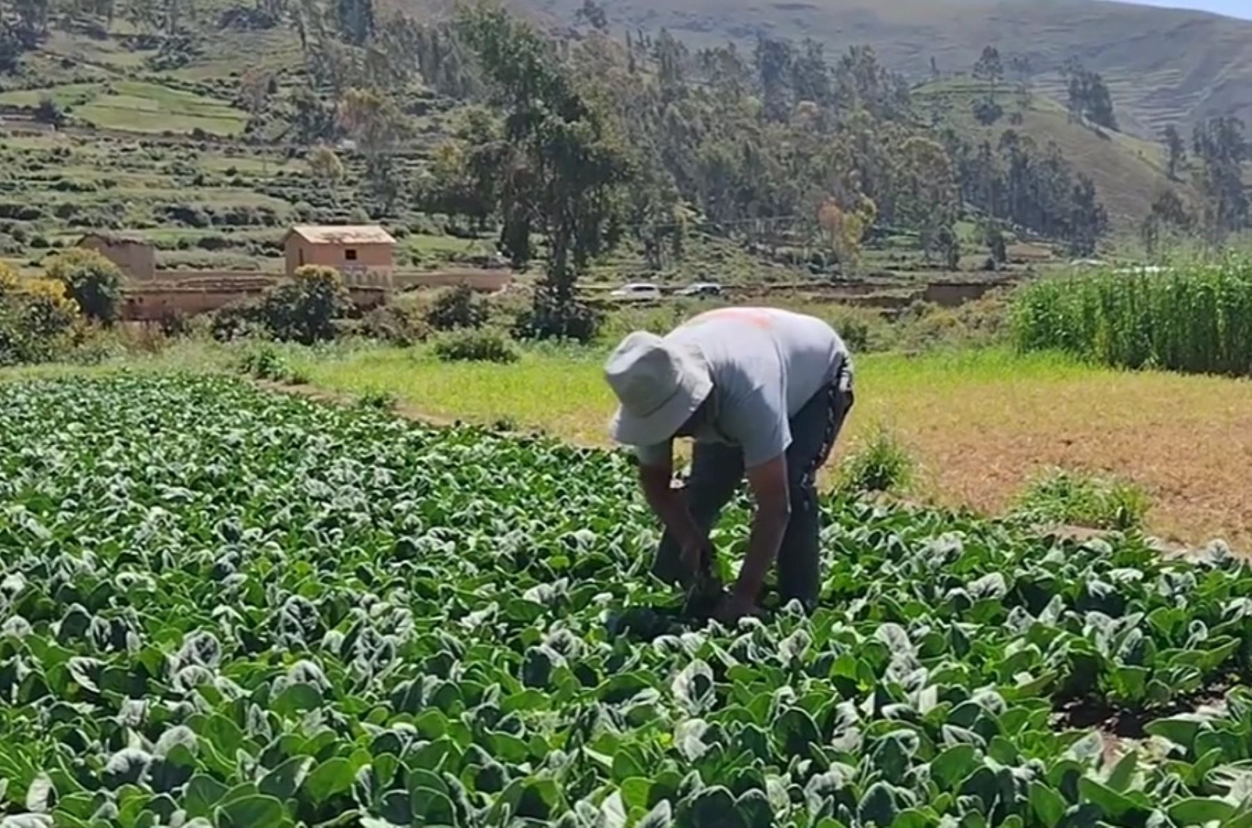 Agricultor peruano en la región andina. ANDINA/Difusión