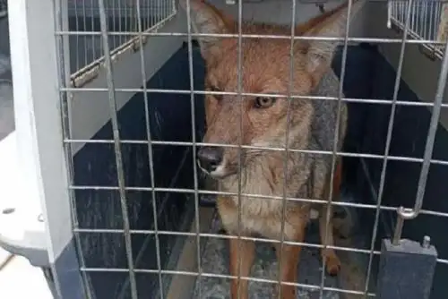 El Serfor recuerda que ante el avistamiento de animales silvestres en zonas urbanas, se debe avisar a la autoridad de inmediato.