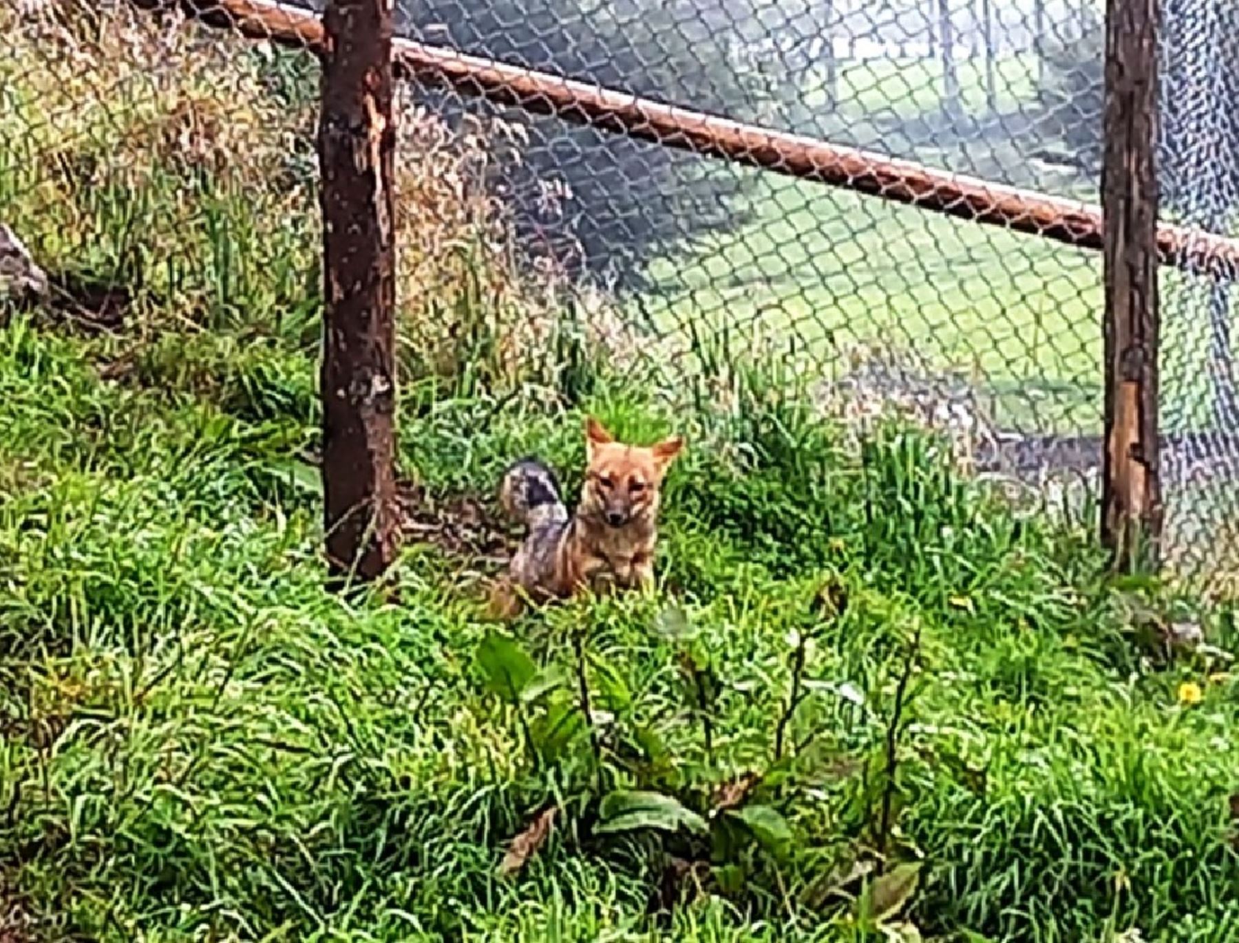 Run Run, el famoso zorro andino que fue criado como mascota en Lima, cumple un año en el zoológico de Granja Porcón, donde disfruta de un gran espacio y está acompañado de dos ejemplares rescatados en Junín,
