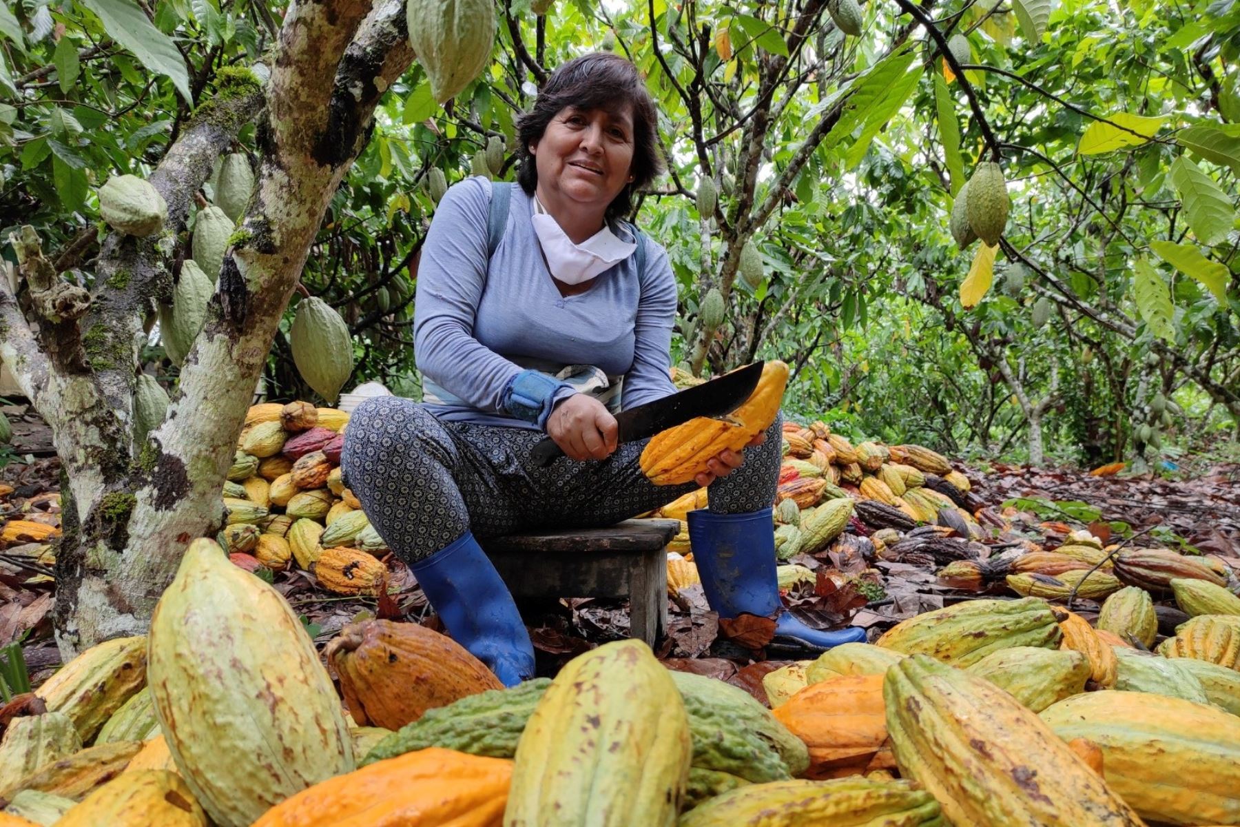 Sonia Rodríguez, presidenta de la Cooperativa Agroindustrial Qori Warmi dedicada al cultivo de cacao orgánico. Foto: ANDINA/Difusión.