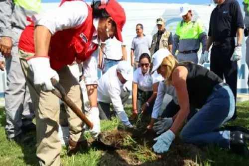 Se plantaron especies nativas como el huarango, el espino y el molle, precisó el Ministerio del Ambiente.
