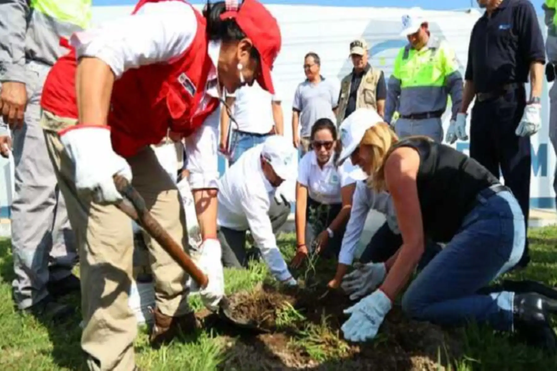 Se plantaron especies nativas como el huarango, el espino y el molle, precisó el Ministerio del Ambiente.